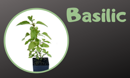Basilic