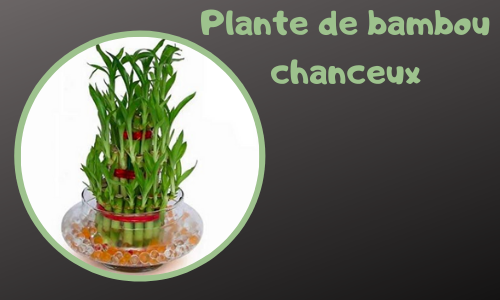 Plante de bambou chanceux
