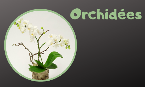 Orchidées