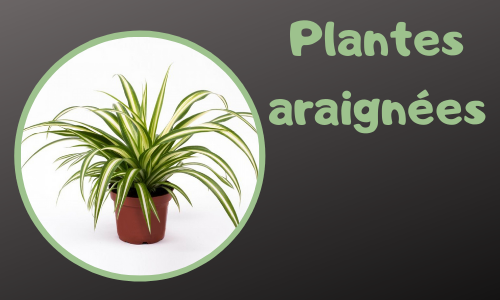 Plantes araignées