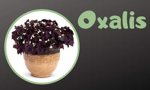 Oxalis