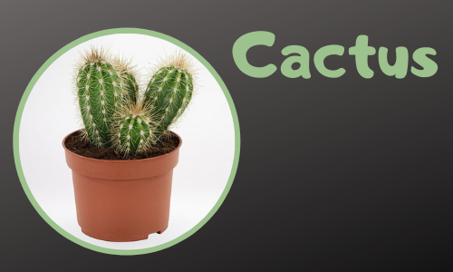 Cactus