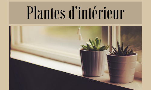 Plantes d'intérieur