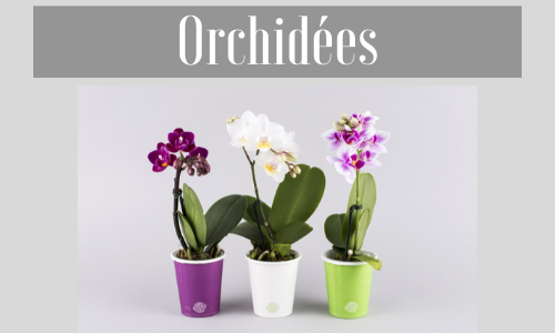 Orchidées