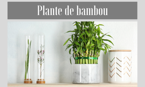 Plante de bambou