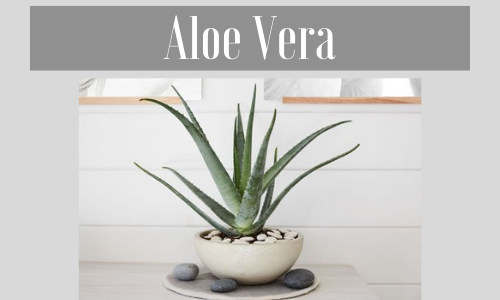 Aloe Vera