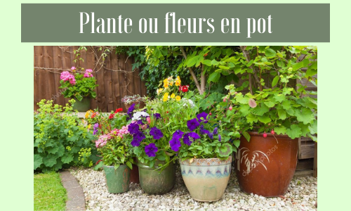 Plante ou fleurs en pot