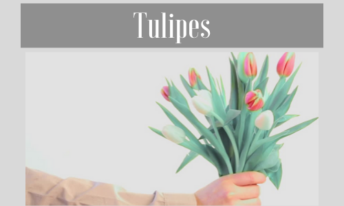 Tulipes