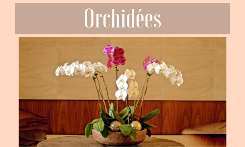 Orchidées