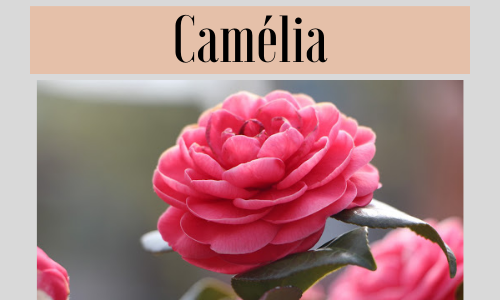 Camélia