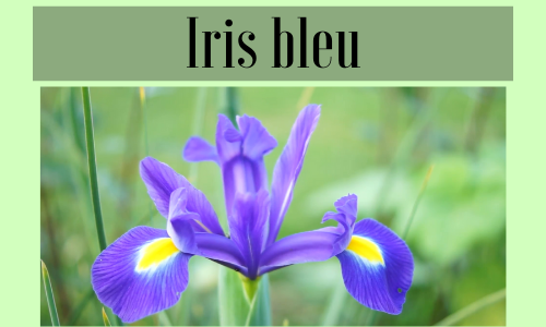Iris bleu
