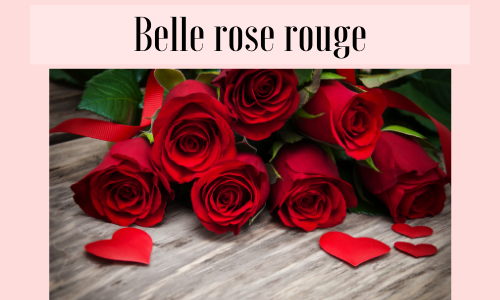 Belle rose rouge