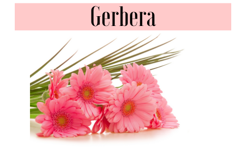 Gerbera