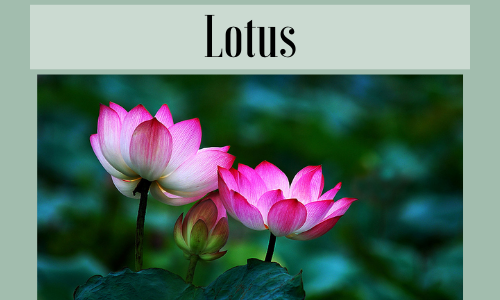 Lotus