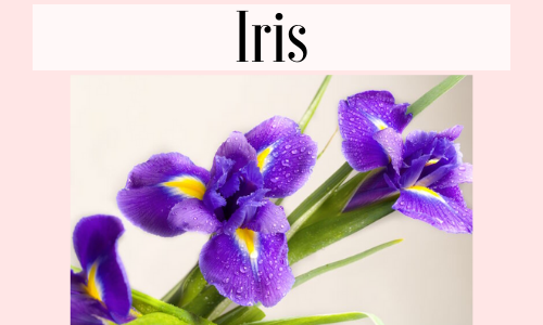 Iris