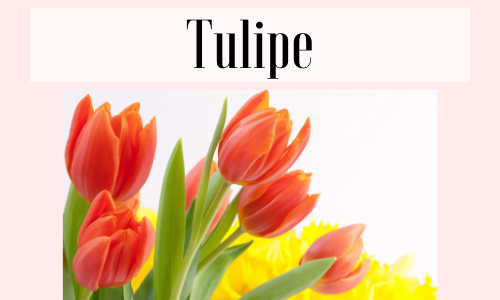 Tulipe
