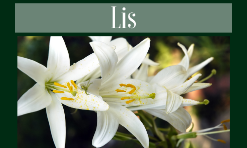 Lis