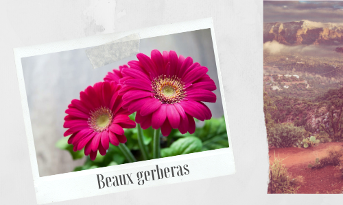 Beaux gerberas