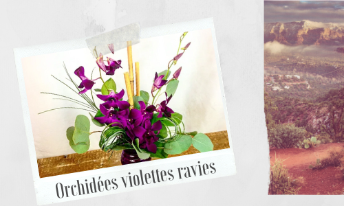 Orchidées violettes ravies