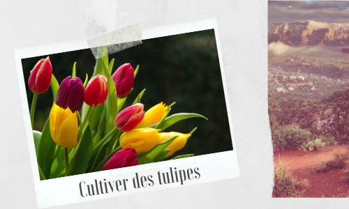 Cultiver des tulipes