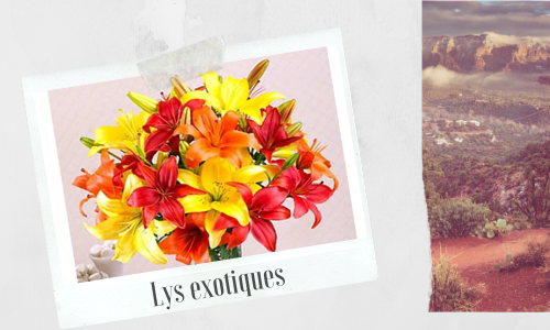 Lys exotiques