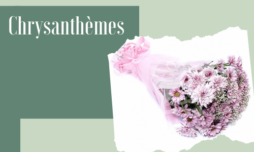 Chrysanthèmes