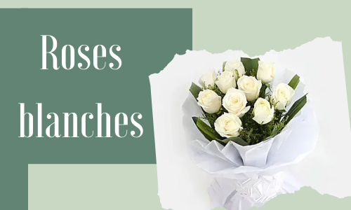 Roses blanches
