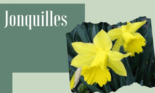 Jonquilles