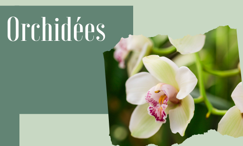 Orchidées
