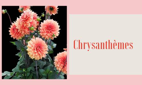 Chrysanthèmes