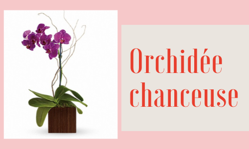 Orchidée chanceuse