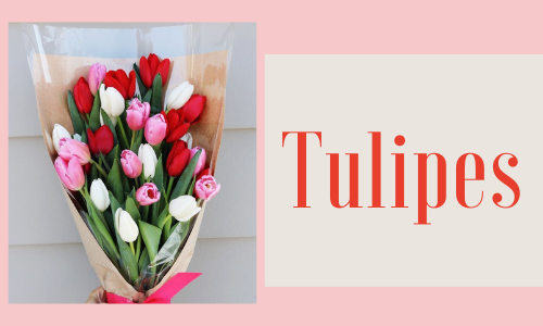 Tulipes