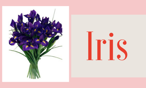 Iris