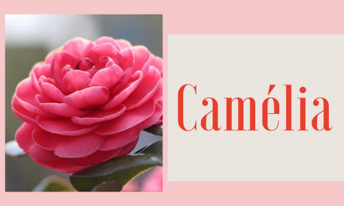 Camélia