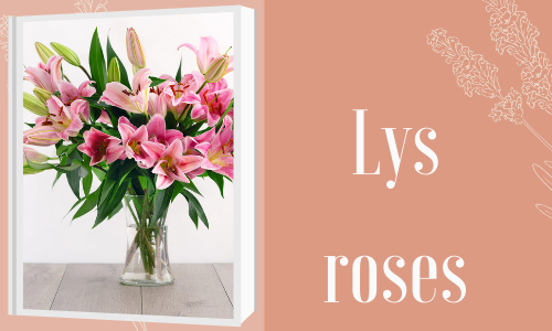 Lys roses