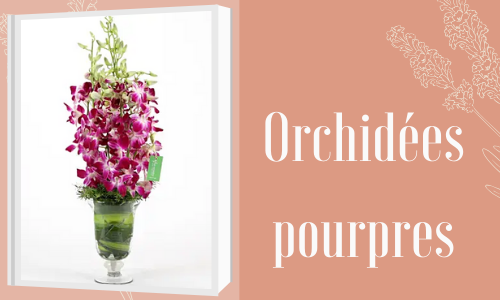 Orchidées pourpres