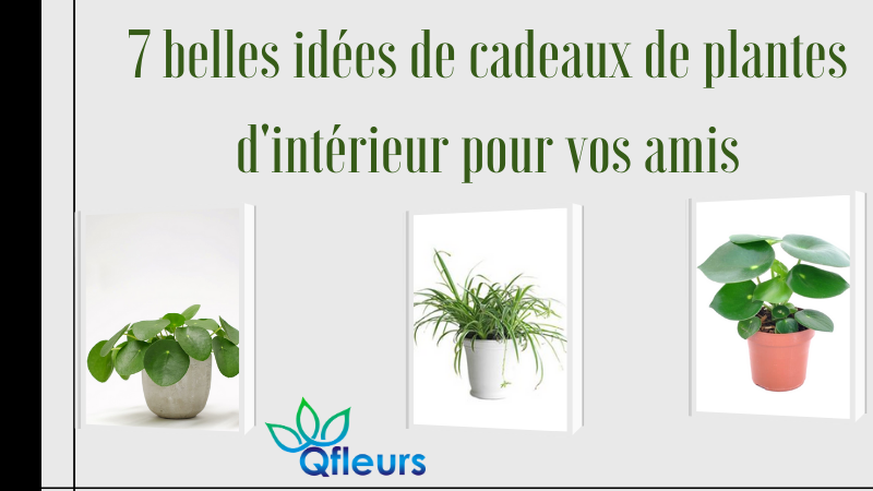 7 belles idées de cadeaux de plantes d'intérieur pour vos amis