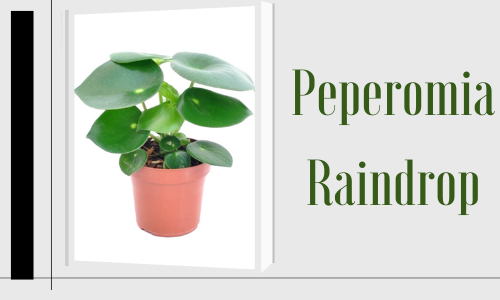 Peperomia Raindrop