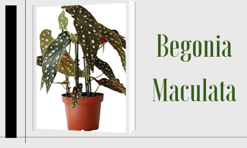 Begonia Maculata