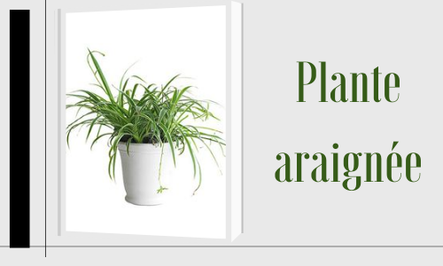 Plante araignée