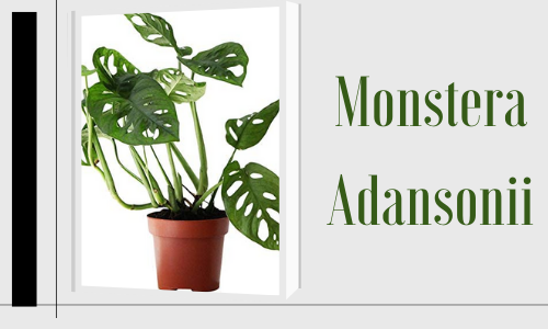 Monstera Adansonii
