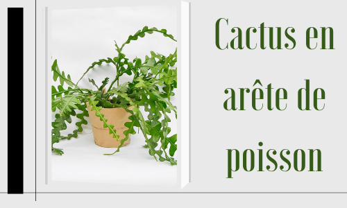 Cactus en arête de poisson