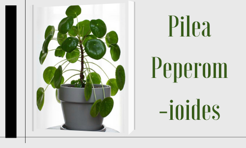 Pilea Peperomioides