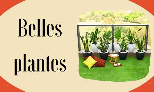 Belles plantes