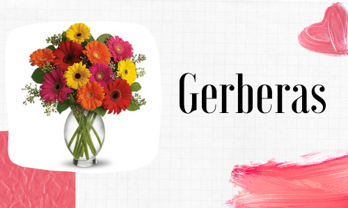 Gerberas