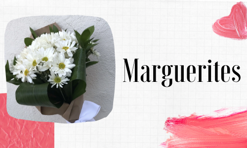 marguerites