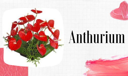 Anthurium
