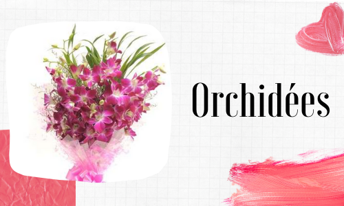 Orchidées