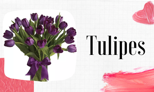 Tulipes