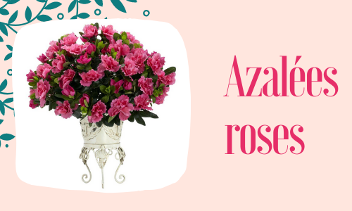 Azalées roses